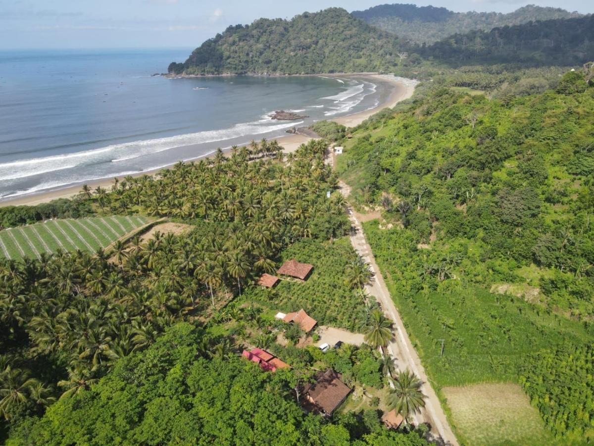 Homestay Turtle Meru Betiri