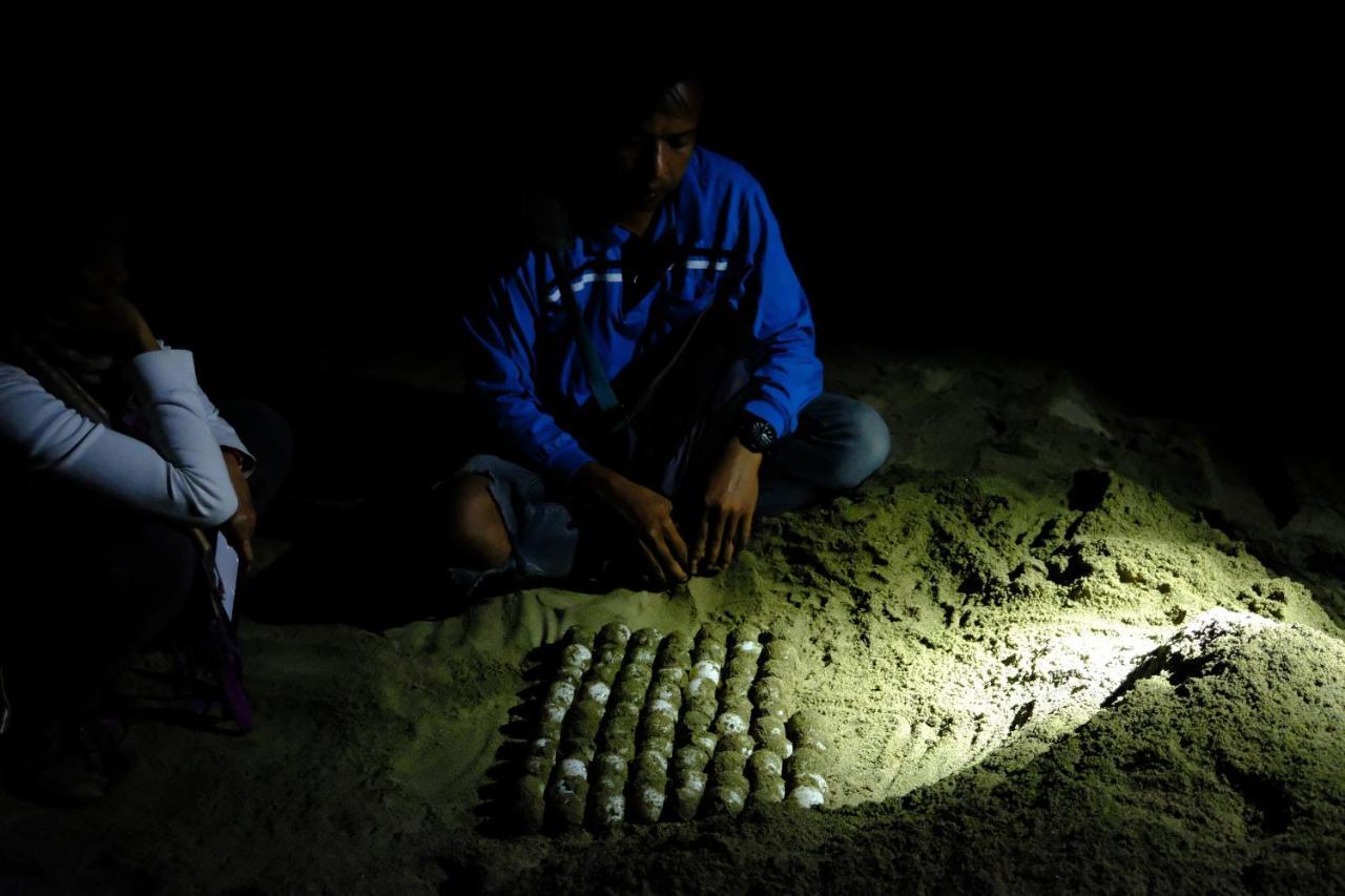 Turtle Meru Betiri *