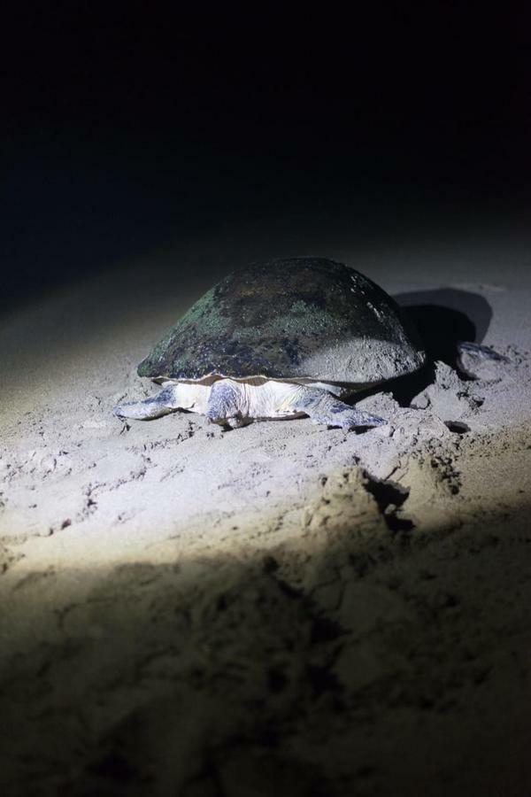 Homestay Turtle Meru Betiri *